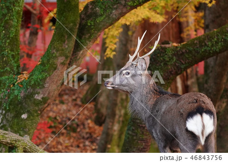 奈良公園　鹿と紅葉 46843756