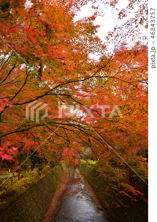 北野天満宮紅葉2018 46843757