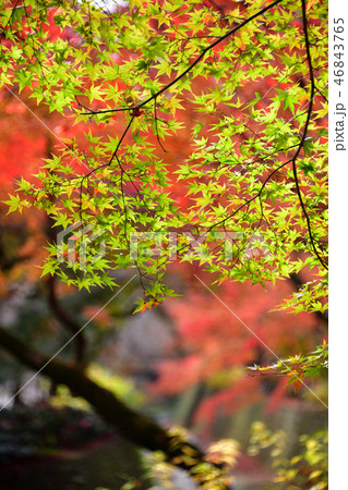 北野天満宮紅葉2018 46843765