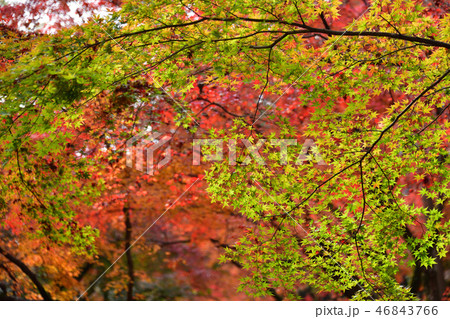 北野天満宮紅葉2018 46843766