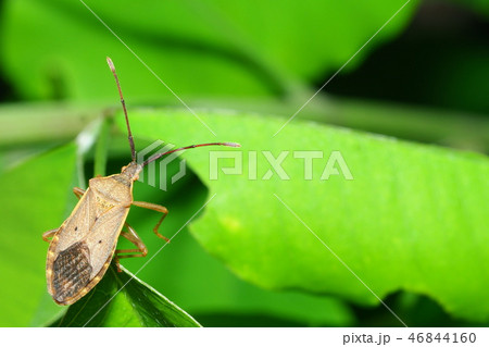 ホシハラビロヘリカメムシ ホシハラビロヘリカメムシ 46844160