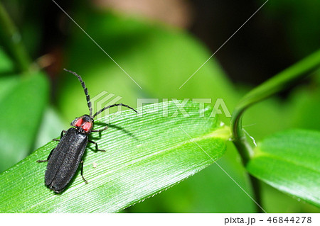 オバボタル 46844278