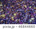 カラフルな紅葉の葉 46844660