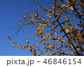ろうばい 46846154