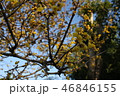 ろうばい 46846155