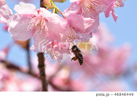 桜とハチ 46846449