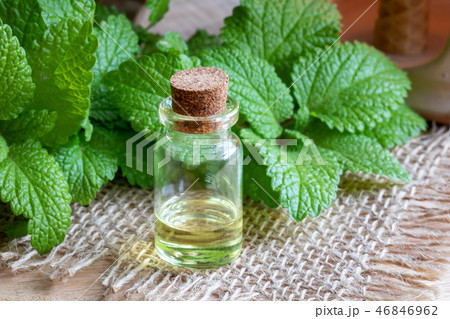 A bottle of melissa essential oil A bottle of melissa essential oil 46846962