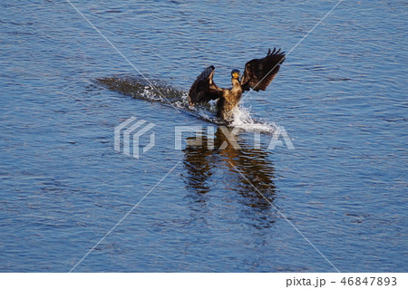 多摩川に飛来する川鵜 46847893