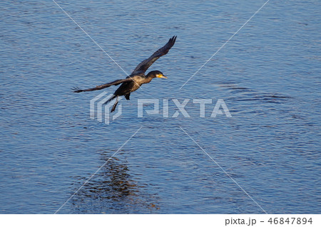 多摩川に飛来する川鵜 多摩川に飛来する川鵜 46847894