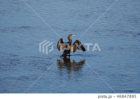 多摩川に飛来する川鵜 46847895
