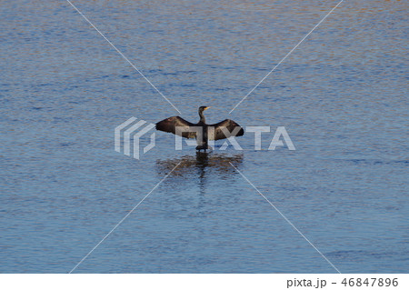多摩川に飛来する川鵜 46847896