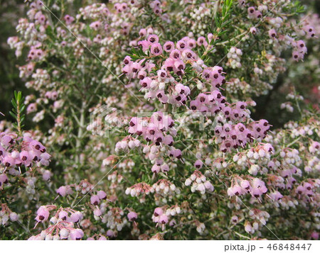 可愛い小さい桃色の花エリカ 46848447