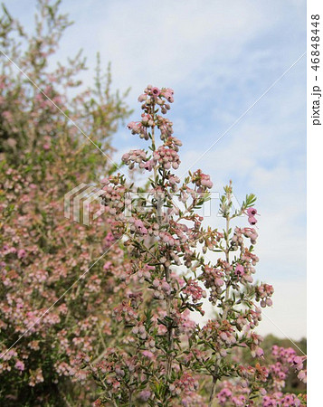 可愛い小さい桃色の花エリカ 46848448