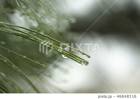 水滴　滴　水　梅雨 46848516