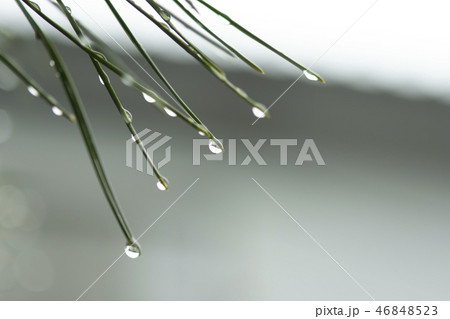 水滴　滴　水　梅雨 46848523