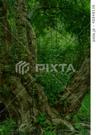 ザクロの木　 46848536