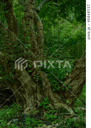 ザクロの木　 46848537