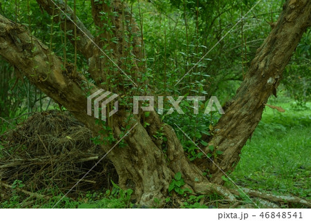 ザクロの木　 46848541