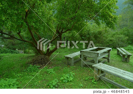 ザクロの木　 46848545