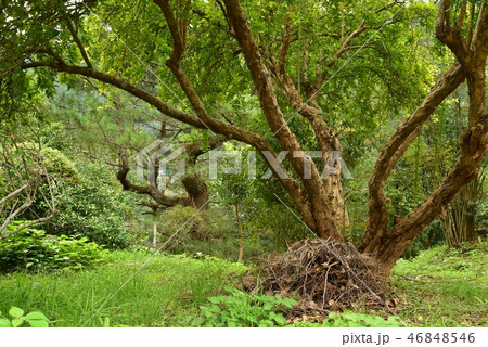 ザクロの木　 46848546