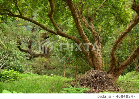 ザクロの木　 46848547