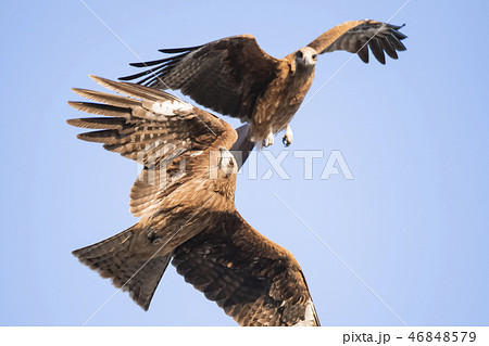 猛禽類 鳶 スクランブル 戦いの写真素材