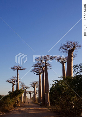 バオバブ街道 46848606