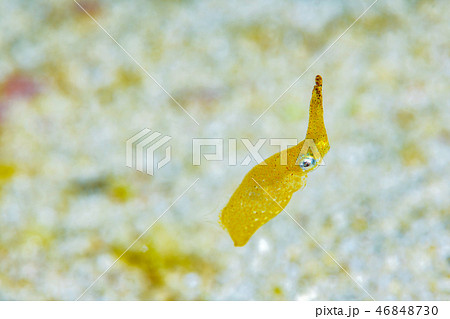 ヒメイカ 46848730