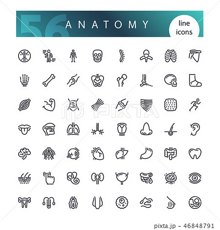 Anatomy of the human body Line Icons Set 46848791