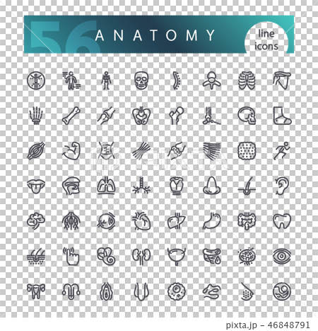 Anatomy of the human body Line Icons Set 46848791