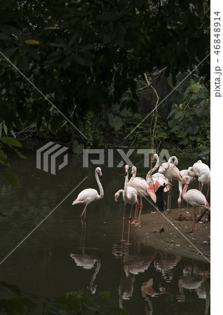 鳥 動物 動物学 46848914