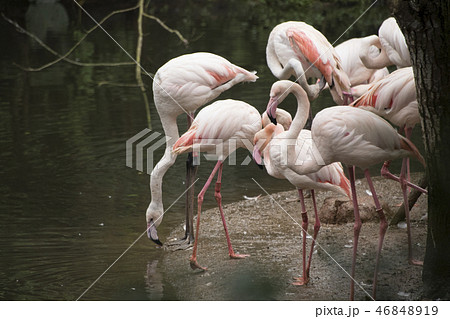 鳥 動物 動物学 46848919