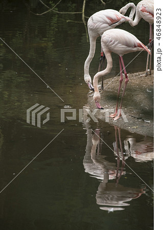 鳥 動物 動物学 46848923