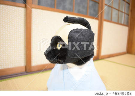 コスプレをしている黒猫の写真（武士） 46849508