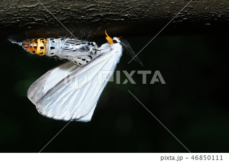 キアシドクガ（羽化後・抜殻） 46850111