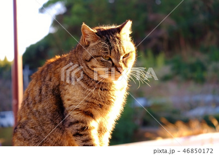 夕方の公園で猫と出会う 夕方の公園で猫と出会う 46850172