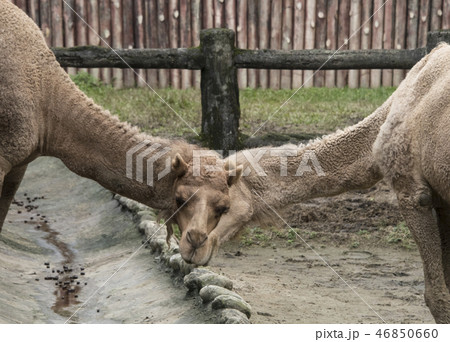 動物 動物学 農耕 46850660