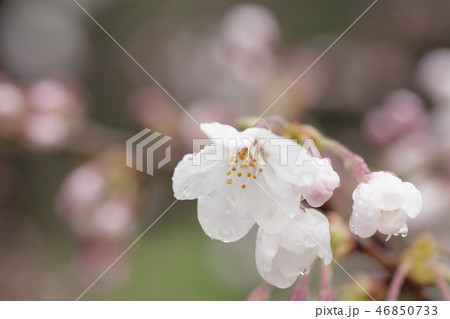 春雨・桜に雫が残る雨上がり風景。 春雨・桜に雫が残る雨上がり風景。 46850733