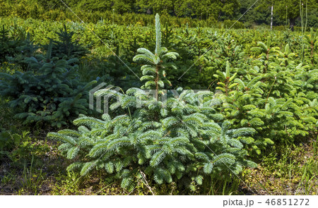 Blue spruce close up. 46851272