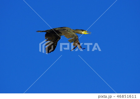 城南島海浜公園の海辺を飛翔する海鳥 46851611