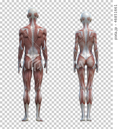 男女の体 比較イメージ 筋肉 イラスト Perming3dcgイラスト素材のイラスト素材