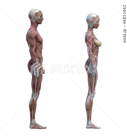 男女の体 比較イメージ 筋肉 イラスト Perming3dcgイラスト素材のイラスト素材 46851662 Pixta