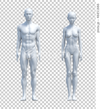 Men and women of the body comparison image - Stock Illustration  [46851669] - PIXTA