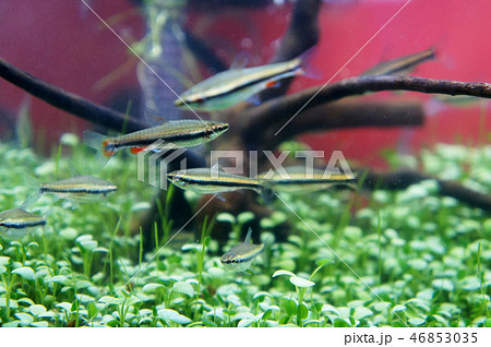 Small habitat inside the glass aquarium. Small habitat inside the glass aquarium. 46853035