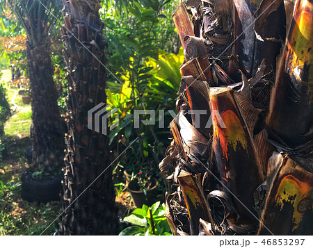 Beautiful palm tree in the garden. Palm tree. Beautiful palm tree in the garden. Palm tree. 46853297