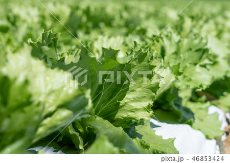 群馬県昭和村 高原レタス (8月) 群馬県昭和村 高原レタス (8月) 46853424