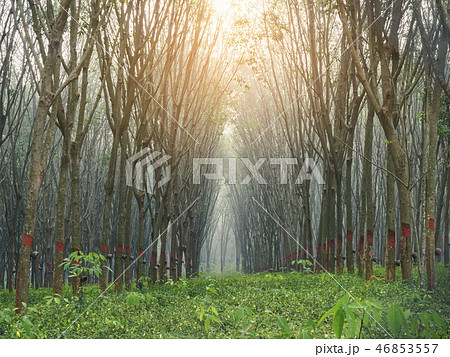 Rubber plantation with sunlight Nature agriculture Rubber plantation with sunlight Nature agriculture 46853557