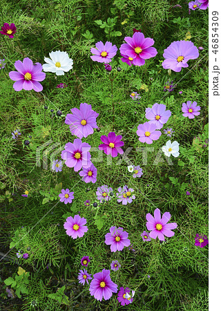 可憐なコスモス 46854309