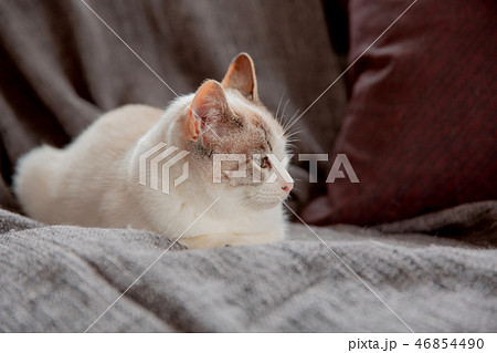 猫 猫 46854490