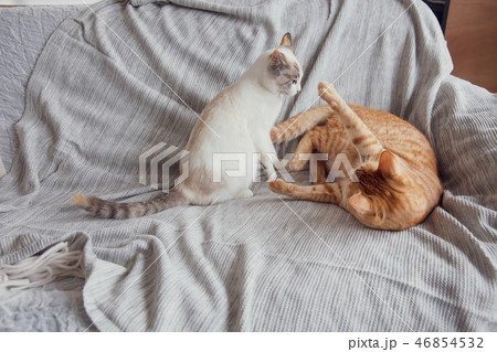猫 猫 46854532